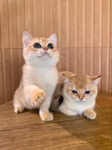 bsh british shorthair short hair golden ny11 cat