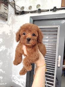 Super cute toy poodle red teddy bear