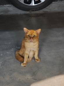 Female Ginger Cat for FREE Adoption