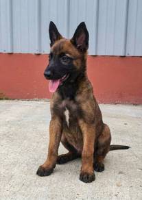 Belgian shepherd Malinois Male