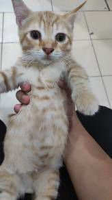 anak kucing munchkin kacuk