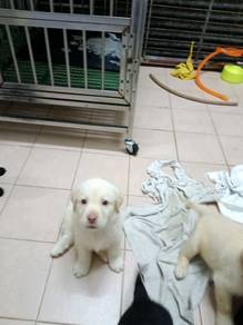 labrador Retriever