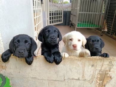 labrador Retriever