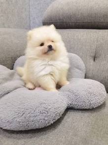 Tiny Pomeranian puppy male
