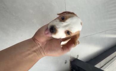 Beagle puppy female