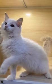 Ragdoll High Quality kitten
