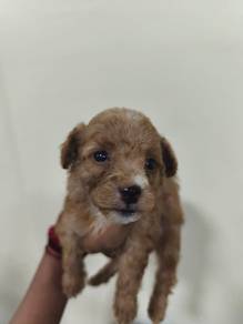 Toy Poodle Male