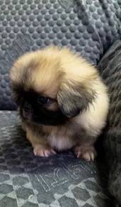 Pekingese Puppy High Quality