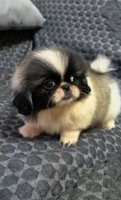 Pekingese Puppies