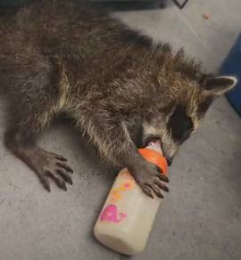 Raccoon