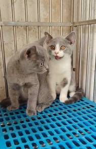 BSH British shorthair male kitten