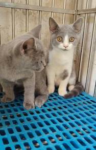 BSH British shorthair male kitten