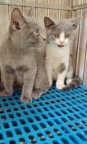 BSH British shorthair male kitten