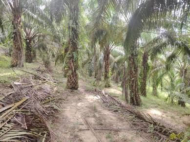 Agricultural-Land-for-sale-Kuala-Pilah-Negeri-Sembilan