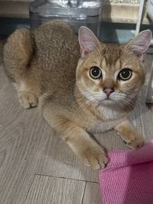 British Shorthair male