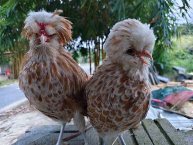 Ayam Poland Chamois 
