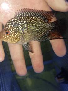 flowerhorn cencu