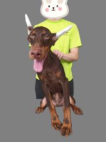 Male doberman puppy 5 months 1910B