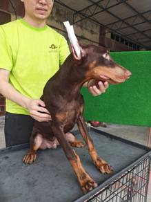 Male doberman puppy 5 months 1910B