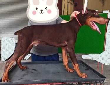 Male doberman puppy 5 months 1910B