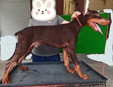 Male doberman puppy 5 months 1910B