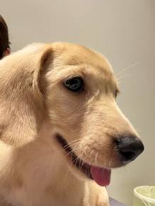 dachshund puppy （dog）