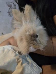 British Angora