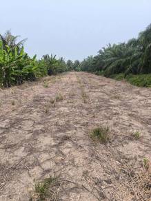 Agricultural-Land-for-sale-Kuala-Selangor-Selangor