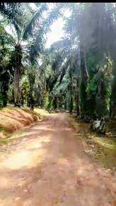 Agricultural-Land-for-sale-Kota-Tinggi-Johor