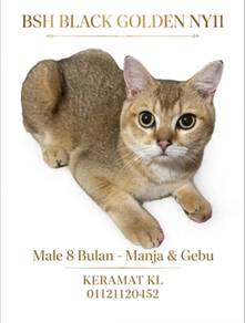 British Shorthair male