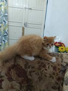 Kitten Persian untuk di jual