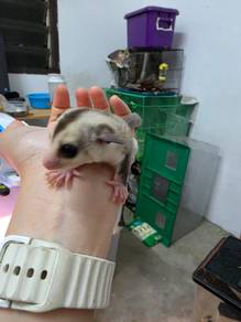 sugar glider white face