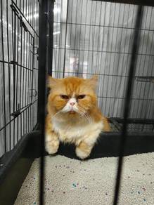 Kucing Persian Jantan Oren Putih – Cleo