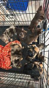 Pure Breed Long Fur Chihuahua 纯种长毛吉娃娃 陨石 巧克力色