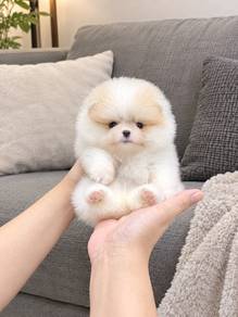 Pomeranian Parti Female Puppy