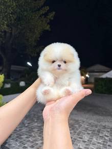 Pomeranian Parti Male Puppy PROMO