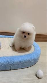 Pomeranian Pure White Tiny Female Puppy