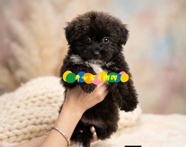 Pomeranian x Poodle (F)