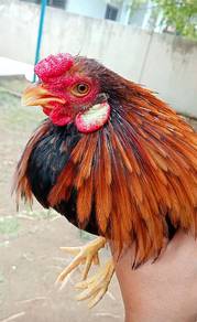 ayam tanchau 