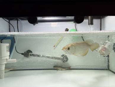 Arowana mg golden head crossback 9 inch