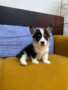 Tri-color Corgi