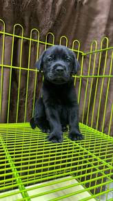 Labrador