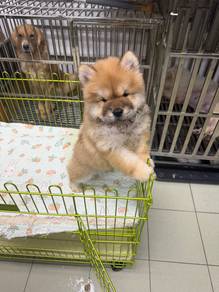 Chow Chow