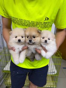 Pomeranian