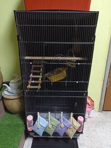 Sugar Glider
