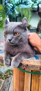 Kucing utk Rehome (Baka BSH Mix American Curl)