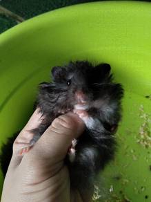 hamster bigbone 