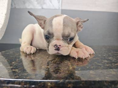 FrenchBull