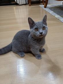 BSH Munchkin Clear Cage
