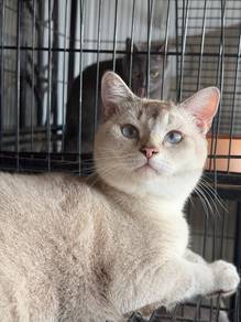 Silver BSH with Aqua eyecolor